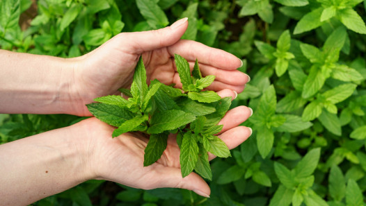 imagen Una Charla explora el uso de plantas para el cuidado de la salud