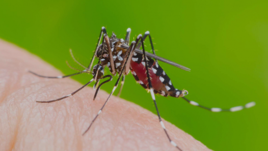 imagen Ofrecen Charla con expertos y expertas en Dengue