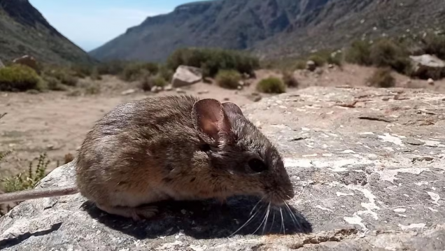 imagen Analizan estrategias fisiológicas de roedores en un gradiente altitudinal en los Andes Centrales, bajo un escenario de cambio climático