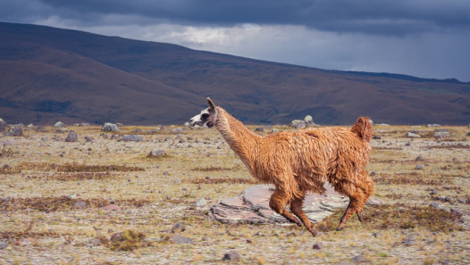 imagen Exponen estrategias eco-fisiológicas y comportamentales del guanaco en relación al agua en ambientes áridos