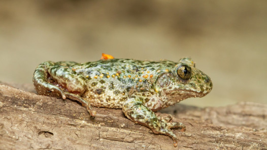imagen Estudian la adaptación al calentamiento global de anuros del centro oeste argentino 