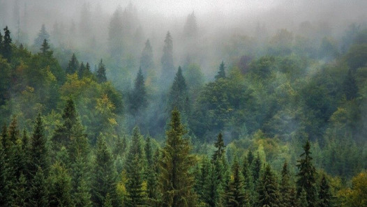 imagen Presentan una aproximación dendroecológica al estudio de disturbios forestales en un gradiente ambiental del bosque andino-patagónico