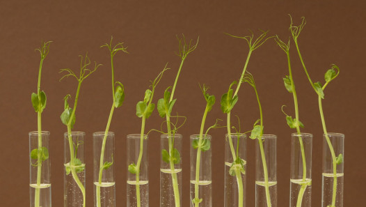 imagen Preinscripciones a curso de posgrado sobre Biología Evolutiva