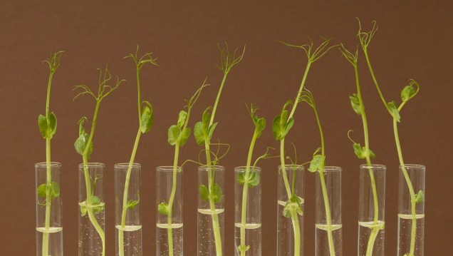 imagen Preinscripciones a curso de posgrado sobre Biología Evolutiva