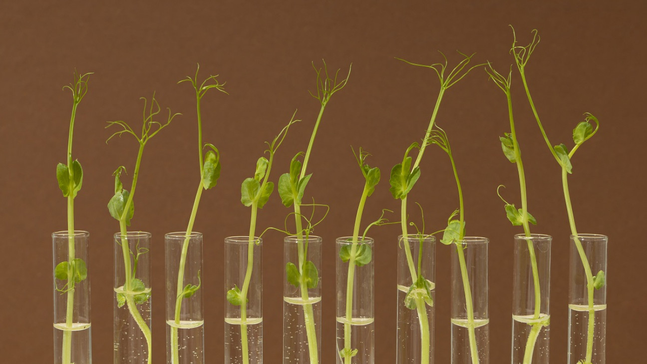 imagen Preinscripciones a curso de posgrado sobre Biología Evolutiva