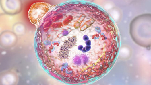 imagen Estudian la Xenofagia de Trypanosoma cruzi en células musculares