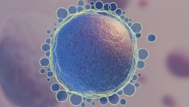 imagen Exponen una caracterización del ovocito desde una óptica pre-clínica y biotecnológica