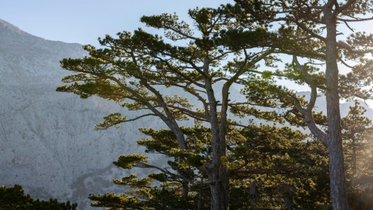 imagen Analizan incidencia del clima y eventos de sequías sobre los bosques de Austrocedrus chilensis del NW de Patagonia
