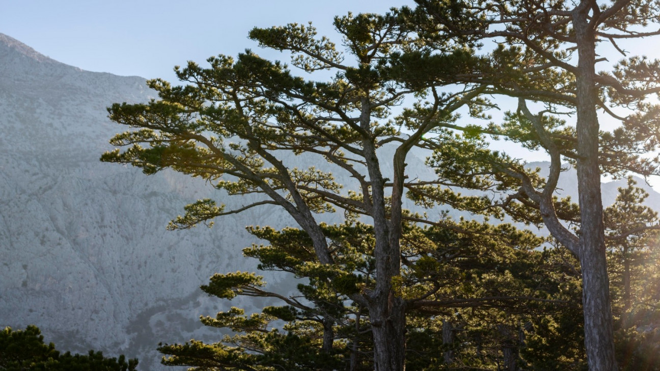 imagen Analizan incidencia del clima y eventos de sequías sobre los bosques de Austrocedrus chilensis del NW de Patagonia