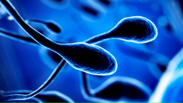 imagen Defienden tesis que analiza la microdileciones del cromosoma Y en la población masculina infértil
