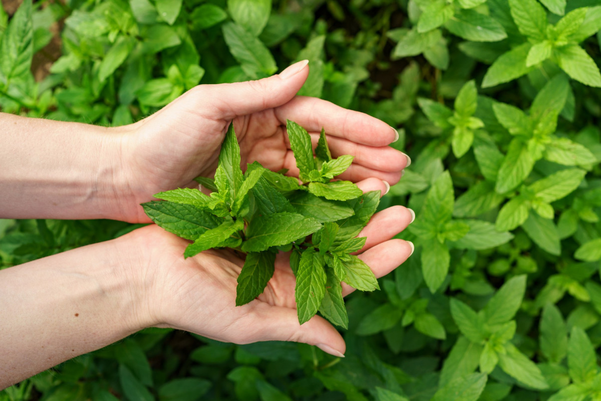 imagen Plantas medicinales y usos para el cuidado de la salud