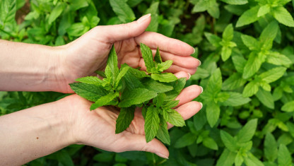 imagen Plantas medicinales y usos para el cuidado de la salud