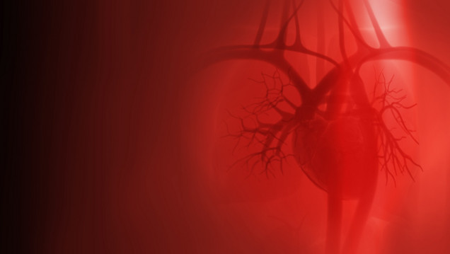 imagen Analizan el rol de la inflamación vascular en modelo de hipertensión arterial y síndrome metabólico