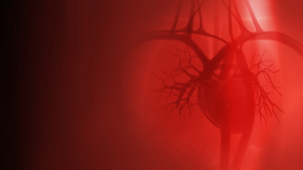 imagen Analizan el rol de la inflamación vascular en modelo de hipertensión arterial y síndrome metabólico