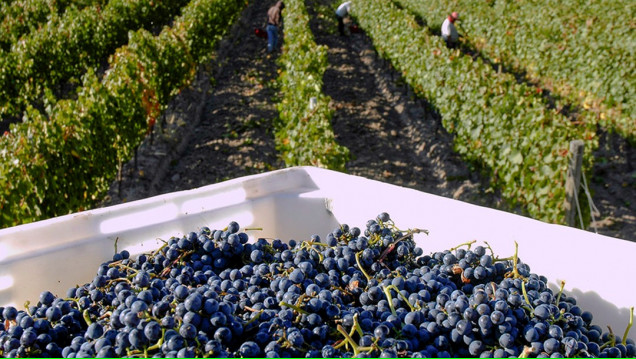 imagen Presentan tesis sobre recuperación de compuestos bioactivos a partir de residuos vitivinícolas 