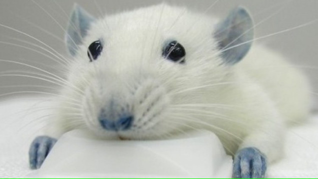 imagen Curso sobre Procedimientos Experimentales en ratas, ratones y conejos
