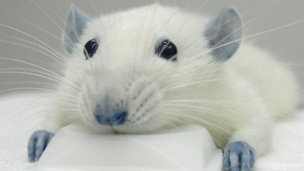 imagen Curso sobre Procedimientos Experimentales en ratas, ratones y conejos