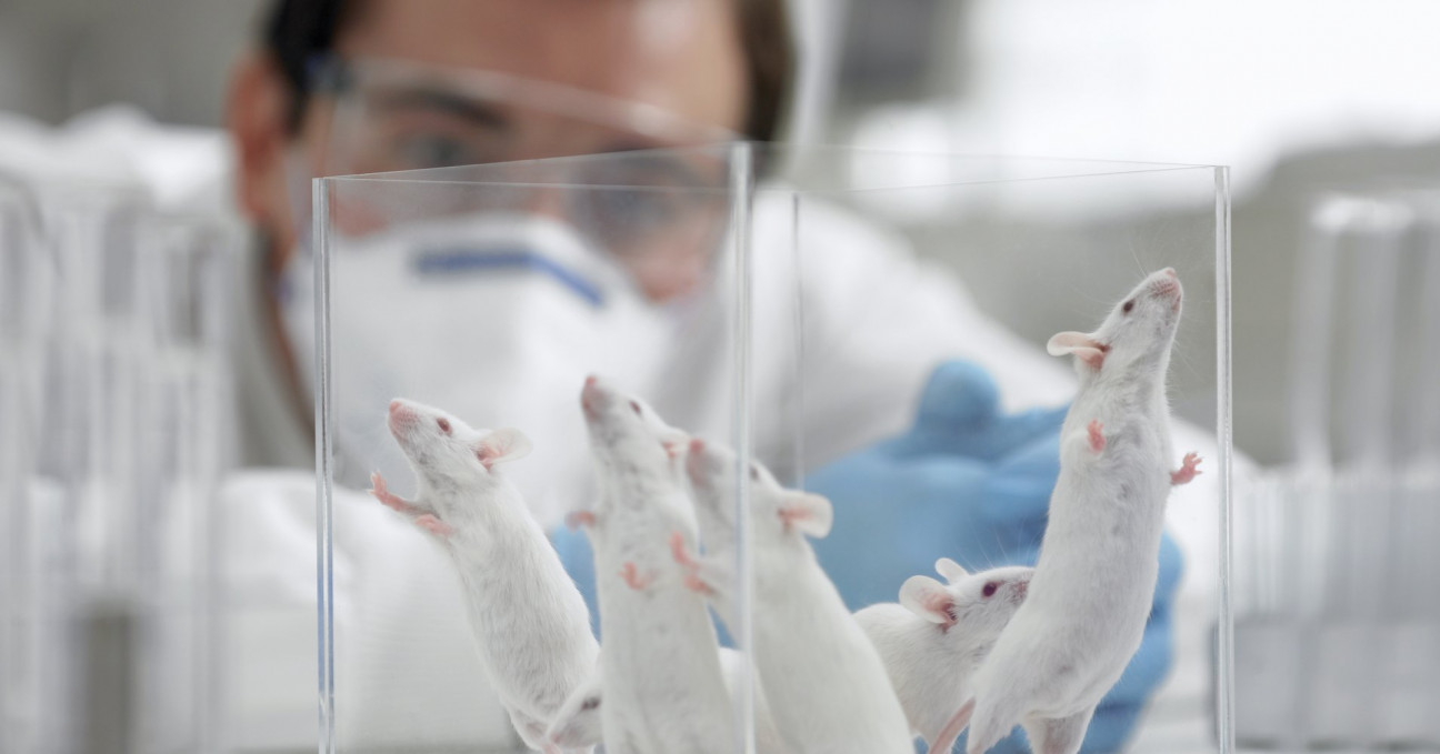 imagen Curso avanzado de Posgrado en Manejo y Uso de Roedores de Laboratorio