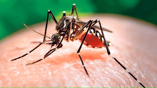 imagen Zika y Dengue, actualización y protocolo de actuación