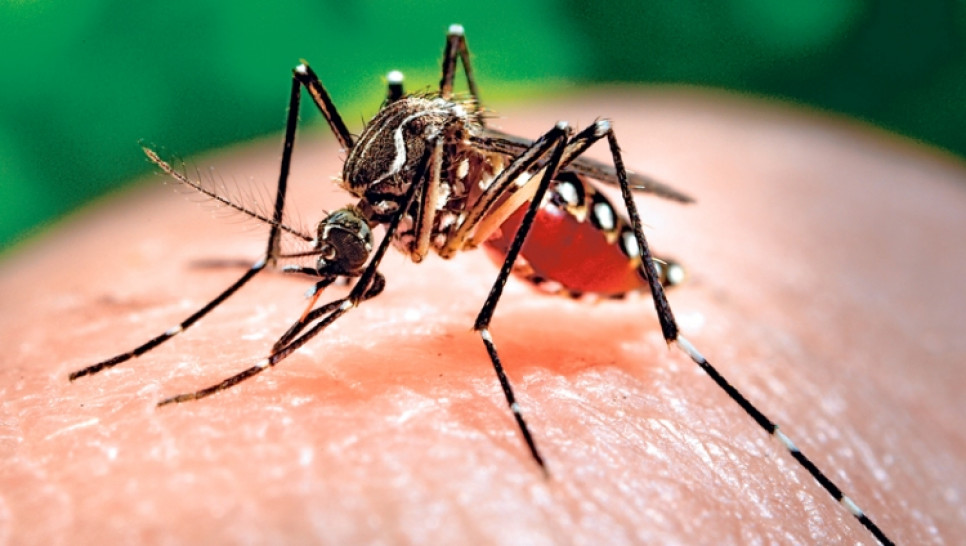imagen Zika y Dengue, actualización y protocolo de actuación