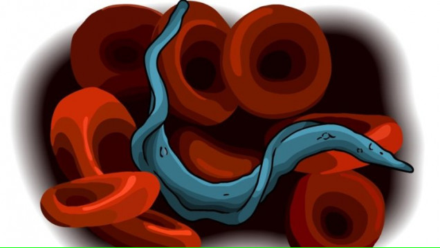 imagen X Simposio de Doctorandos Avanzados y Posdoctorandos del IHEM, dedicado al Trypanosoma cruzi
