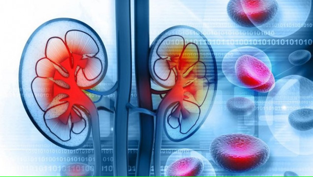 imagen Presentarán los últimos avances en angiogénesis como posible terapéutica en el paciente renal